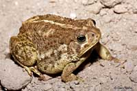 Rocky mountain toad