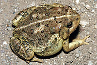 Rocky mountain toad