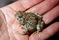 Rocky Mountain Toad