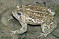 Rocky mountain toad