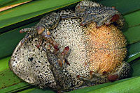 Rocky mountain toad