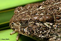 Rocky mountain toad