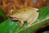 frog picture