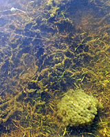 california toad eggs