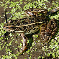 Northern Leopard Frog