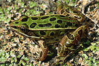 Northern Leopard Frog