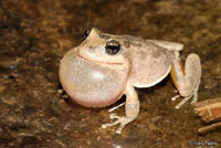 California Treefrog
