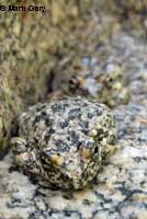 canyon treefrog