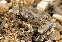 California Treefrog