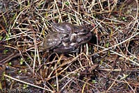 Sierran Treefrog