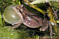 Baja California Treefrog