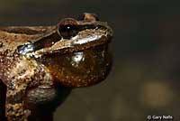 Sierran Treefrog