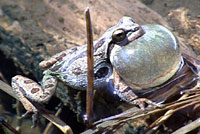 Northern Pacific Treefrog