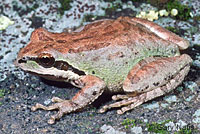 Sierran Treefrog