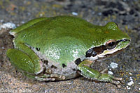 Sierran Treefrog