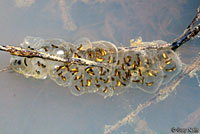 Sierran Treefrog eggs