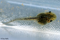 Sierran Treefrog tadpole