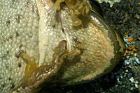 Sierran Treefrog