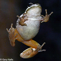 Baja California Treefrog