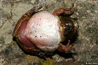 Sierran Treefrog