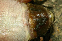 Sierran Treefrog