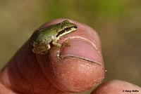 Sierran Treefrog