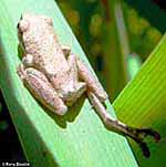 Sierran Treefrog