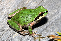 Sierran Treefrog