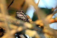 Northern Pacific Treefrog