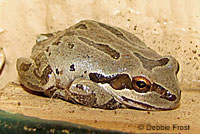 Sierran Treefrog