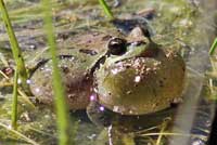 Sierran Treefrog