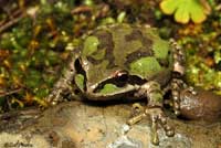 Sierran Treefrog