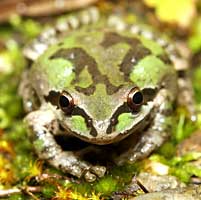 Sierran Treefrog