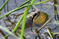 Sierran Treefrog