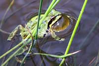 Sierran Treefrog