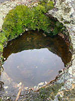 California Red-legged Frog Eggs