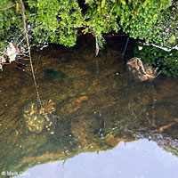 California Red-legged Frog Eggs