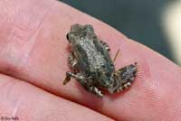 Sierran Treefrog