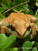 Sierran Treefrog