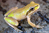 Sierran Treefrog