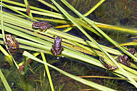 Sierran Treefrog