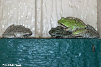 Sierran Treefrog