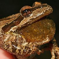 Sierran Treefrog