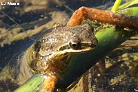 Sierran Treefrog