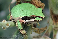 Sierran Treefrog