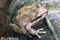 Sierran Treefrog