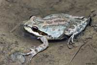 Sierran Treefrog