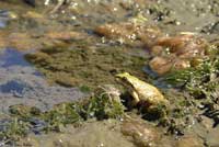 Sierran Treefrog