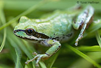 Sierran Treefrog