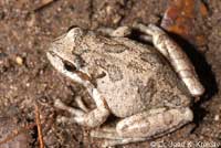 Sierran Treefrog